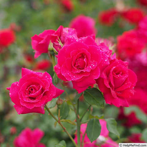'Adolf Grille' rose photo