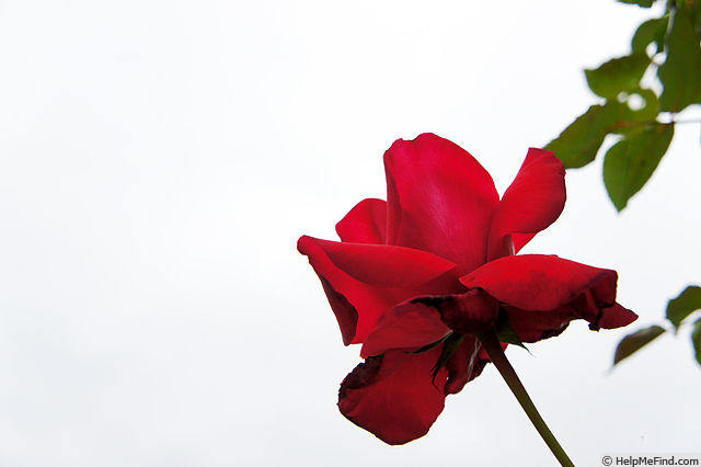 'John Waterer (hybrid tea, McGredy, 1965)' rose photo