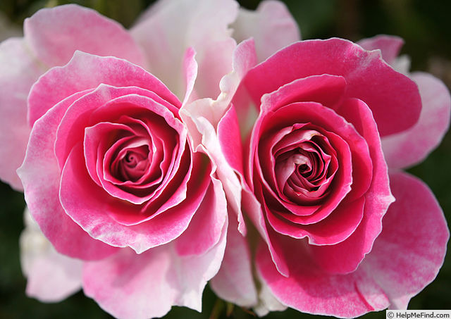 'Twins of Regensberg' rose photo