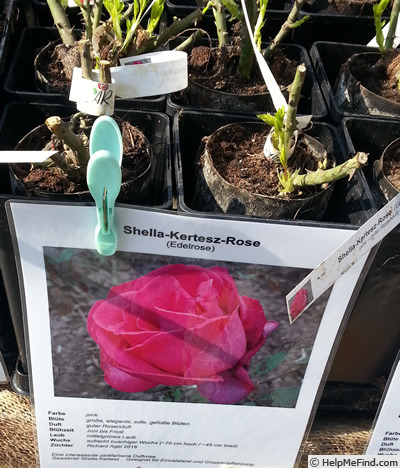 'Shella-Kertesz-Rose' rose photo