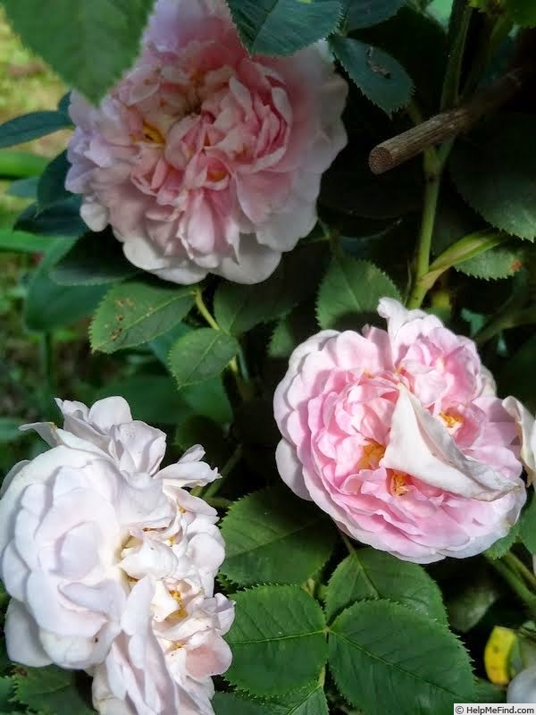 'Incarnata' rose photo