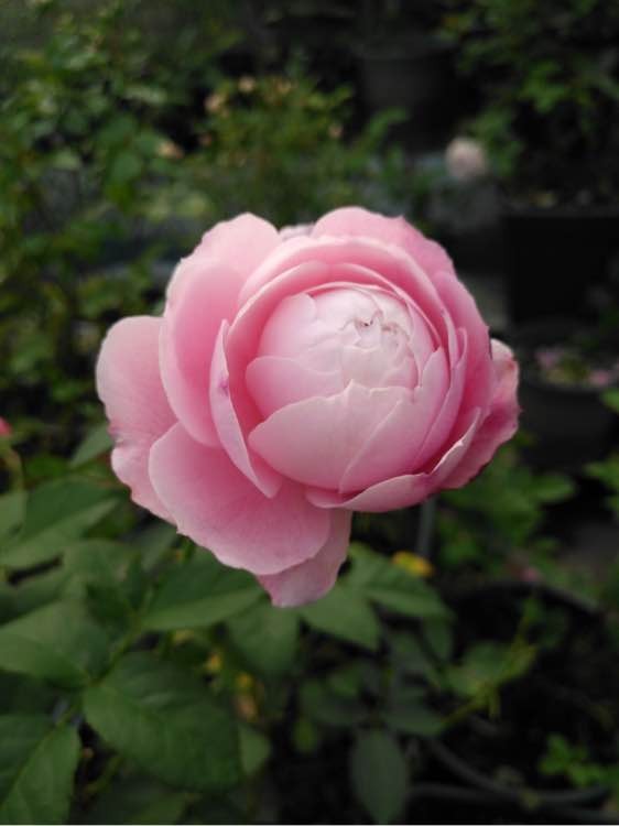 'Plume' rose photo