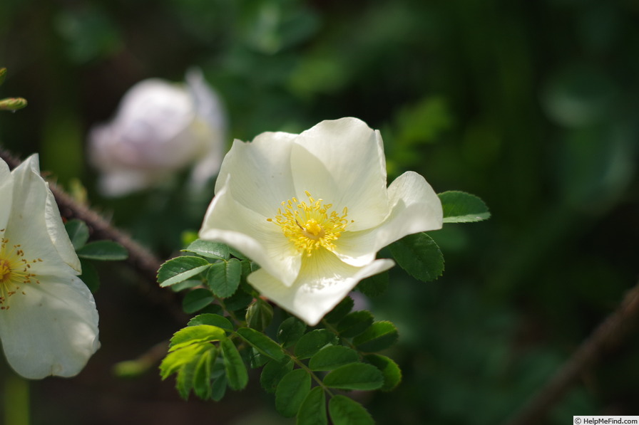 'R. cantabrigiensis' rose photo