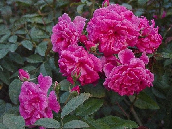 'Weeping China Doll' rose photo