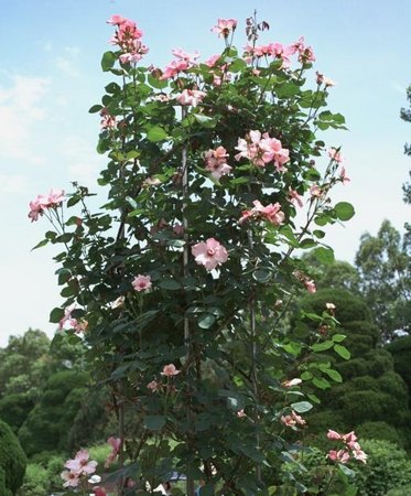 'Dainty Bess, Cl.' rose photo