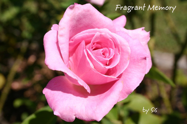 'Fragrant Memory (hybrid tea, Warriner, 1971)' rose photo