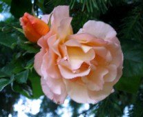 'Royal Pageant' rose photo