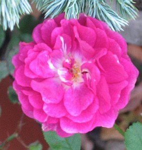 'Baby Faraux' rose photo