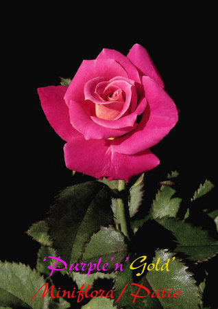 'Purple 'n' Gold' rose photo