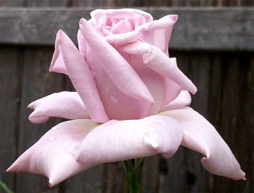 'Lady X' rose photo