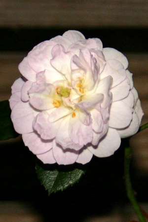 'Caroline Marniesse' rose photo