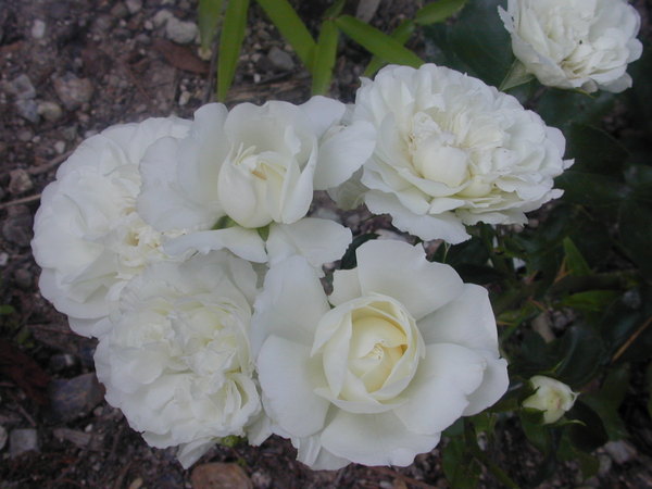 'Alba Meillandécor' rose photo