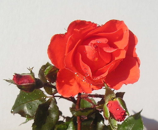 'Mary Sumner' rose photo