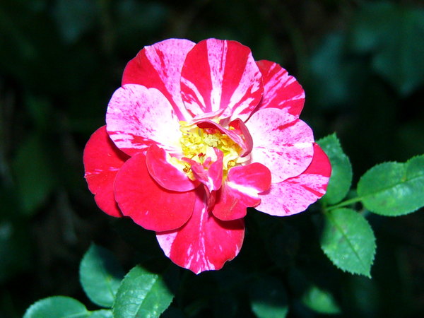 'Christopher Columbus ™  (floribunda, Poulsen before 1991)' rose photo