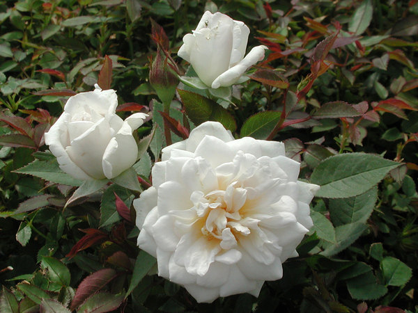 'Savamoon' rose photo