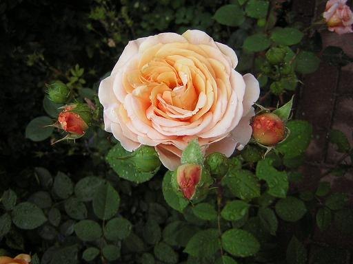 'Leander' rose photo