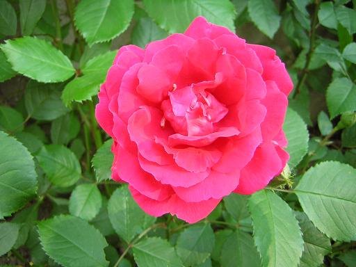 'Improved Blaze' rose photo