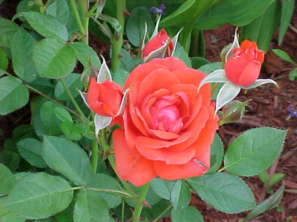 'Colour Hit ®' rose photo