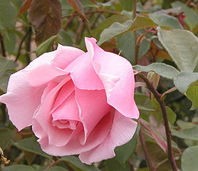 'Susan Louise' rose photo