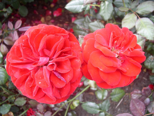 'Christian IV ®' rose photo