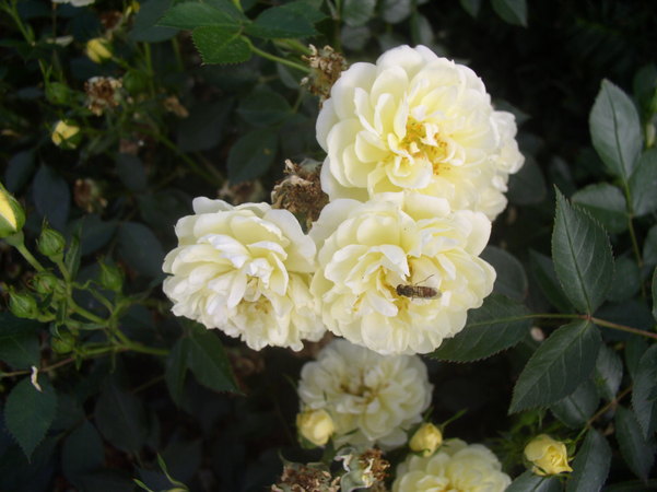 'Golden Cover' rose photo