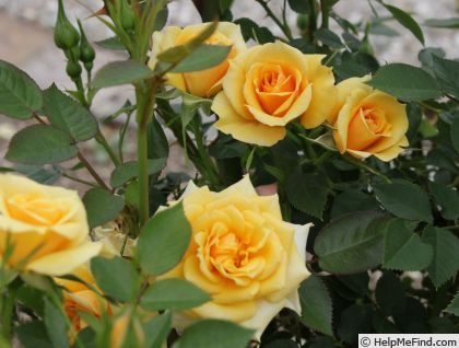 'Golden Arches' rose photo