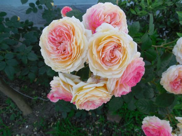 'Rosomane Janon ®' rose photo