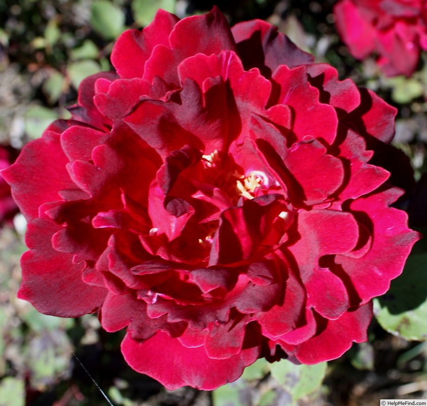 'Mrs. Albert Nash' rose photo