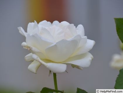 'Kansya' rose photo