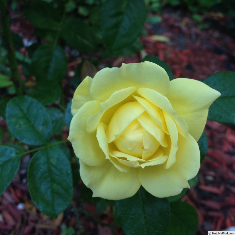'Flower Carpet ® Yellow' rose photo