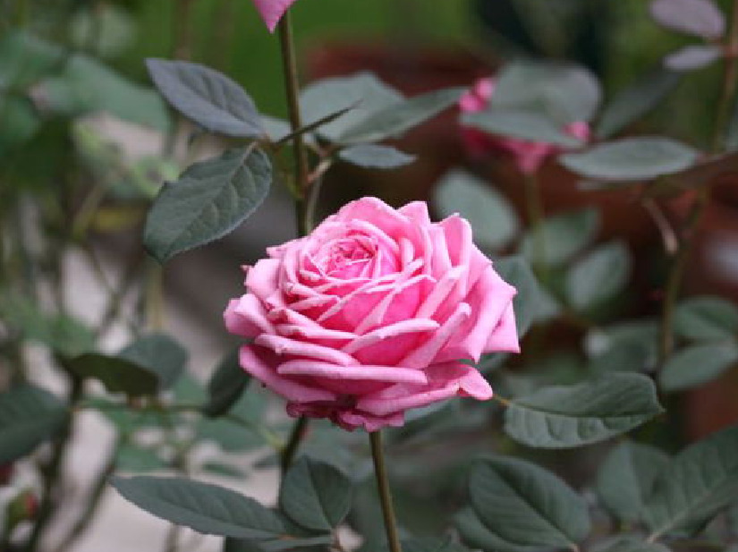 'Yua' rose photo