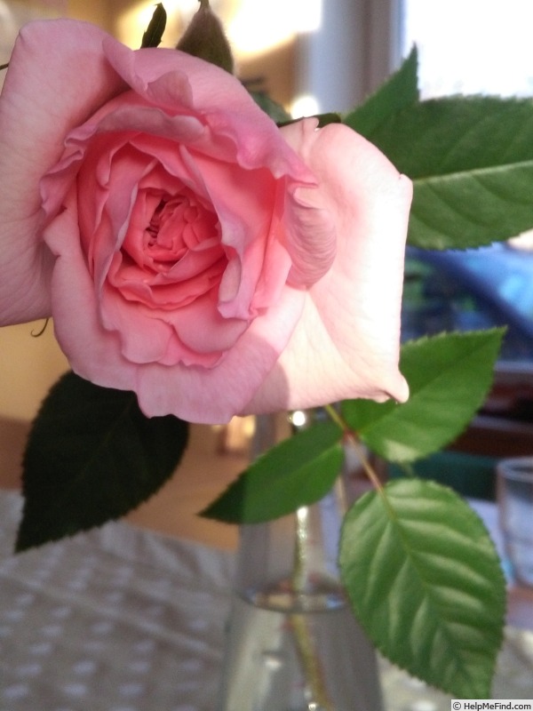 'Svenja' rose photo