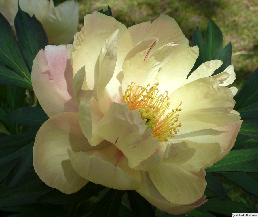 'Singing in the Rain' peony photo