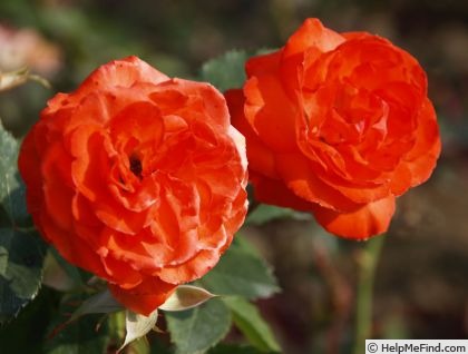 'Anne Cocker ®' rose photo