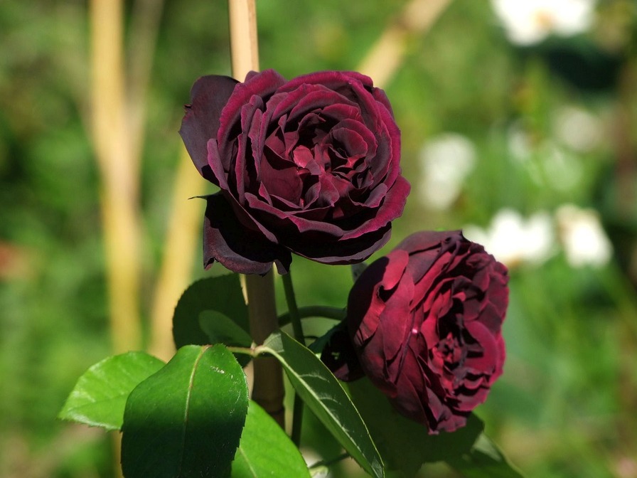 'Olde Romeo' rose photo