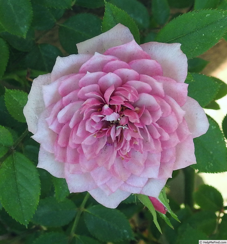 'Lavender Midinette' rose photo