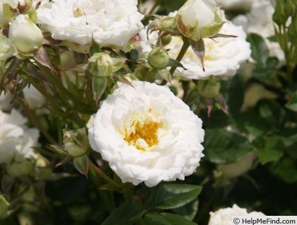 'Snow Meillandina ®' rose photo