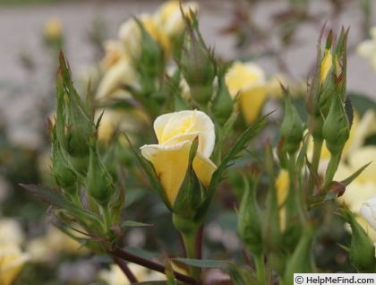 'Baby Eclipse ™' rose photo