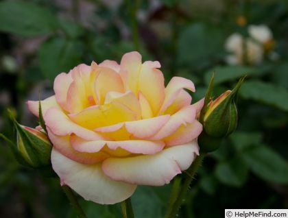 'Clos Fleuri Jaune ®' rose photo
