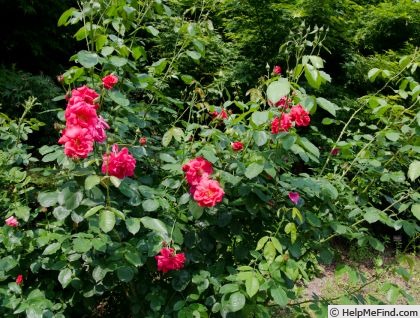 'Bonn' rose photo