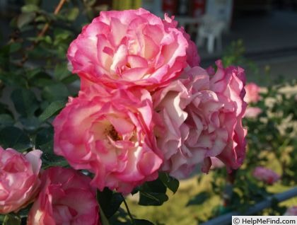 'Cape Horn' rose photo