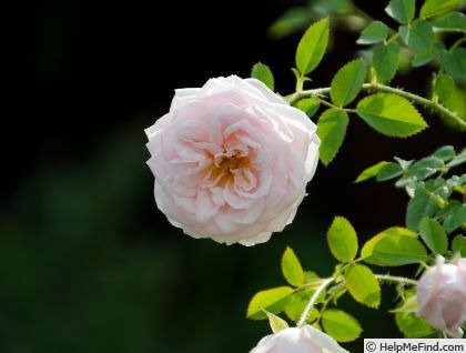 'Lochinvar' rose photo