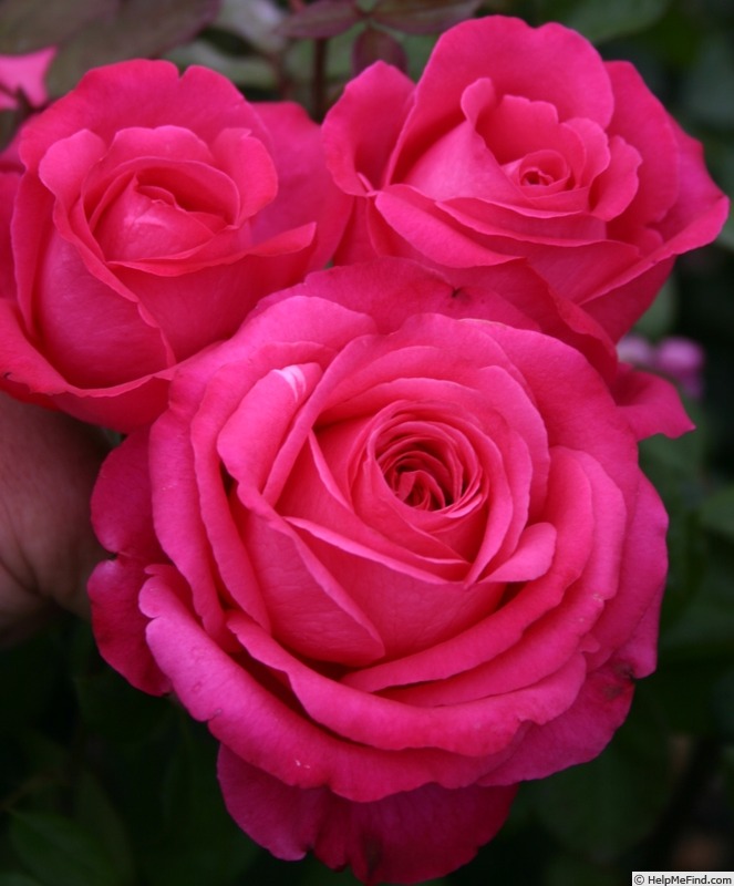 'KORsamasi' rose photo