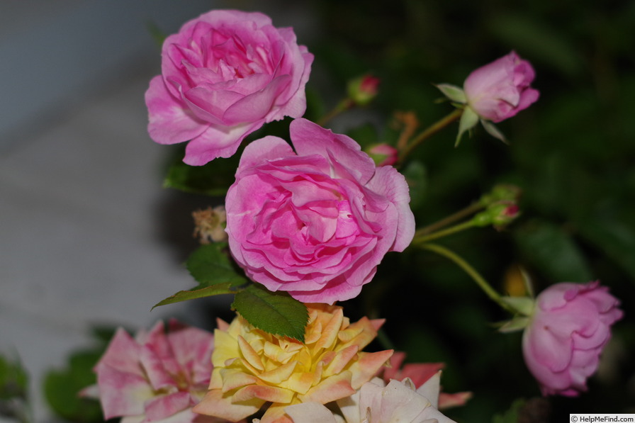 'Charles Métroz' rose photo