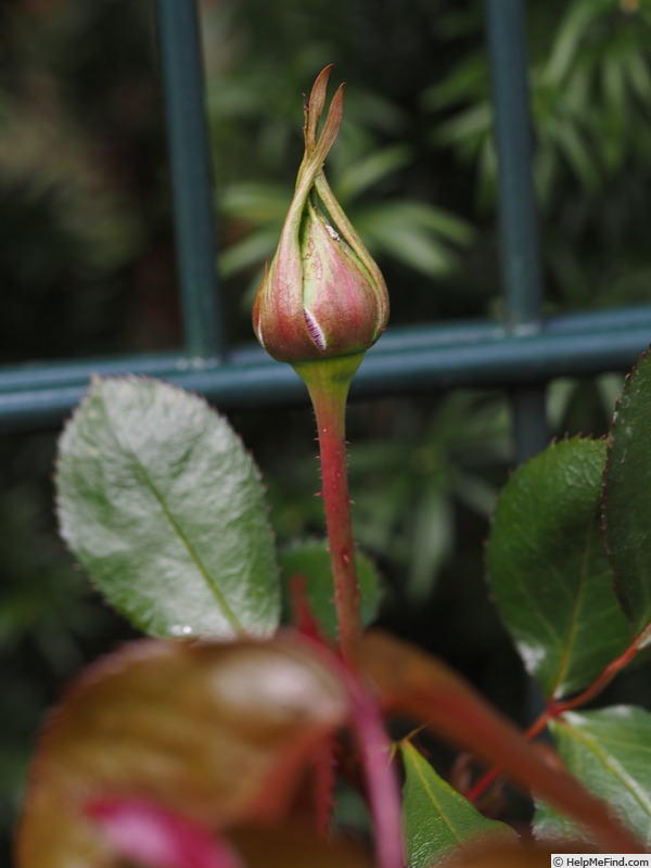 'Messire Delbard' rose photo