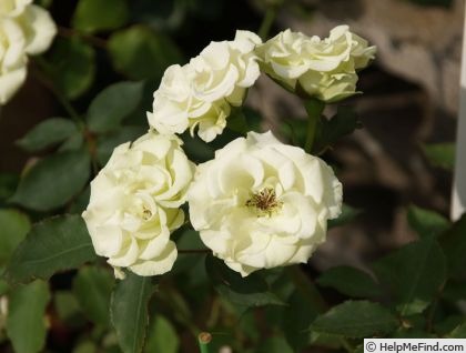 'Ryokkō' rose photo