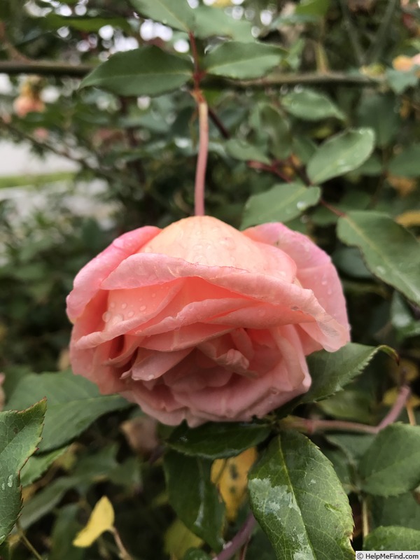 'Comtesse du Cayla' rose photo