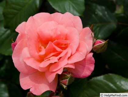 'Frohsinn ® (floribunda, Tantau, 1961)' rose photo