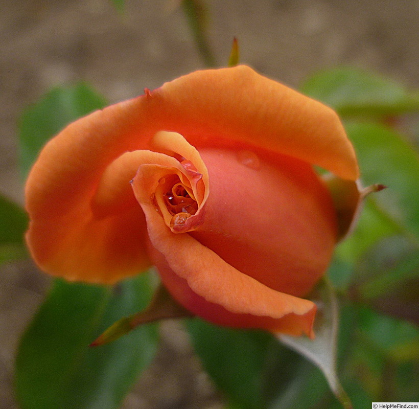 'Lusatia ®' rose photo