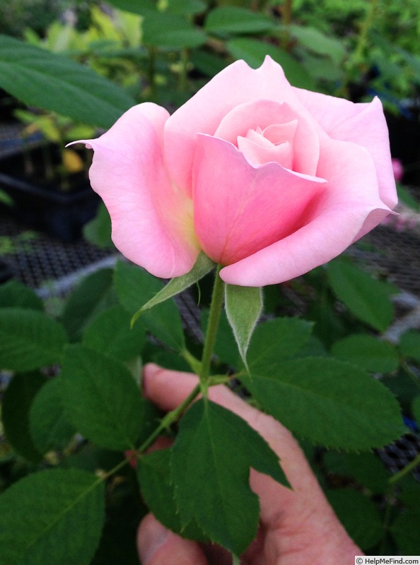 'Alicia (hybrid tea, Giles, 2000)' rose photo